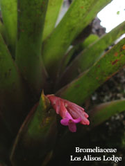Bromeliaceae